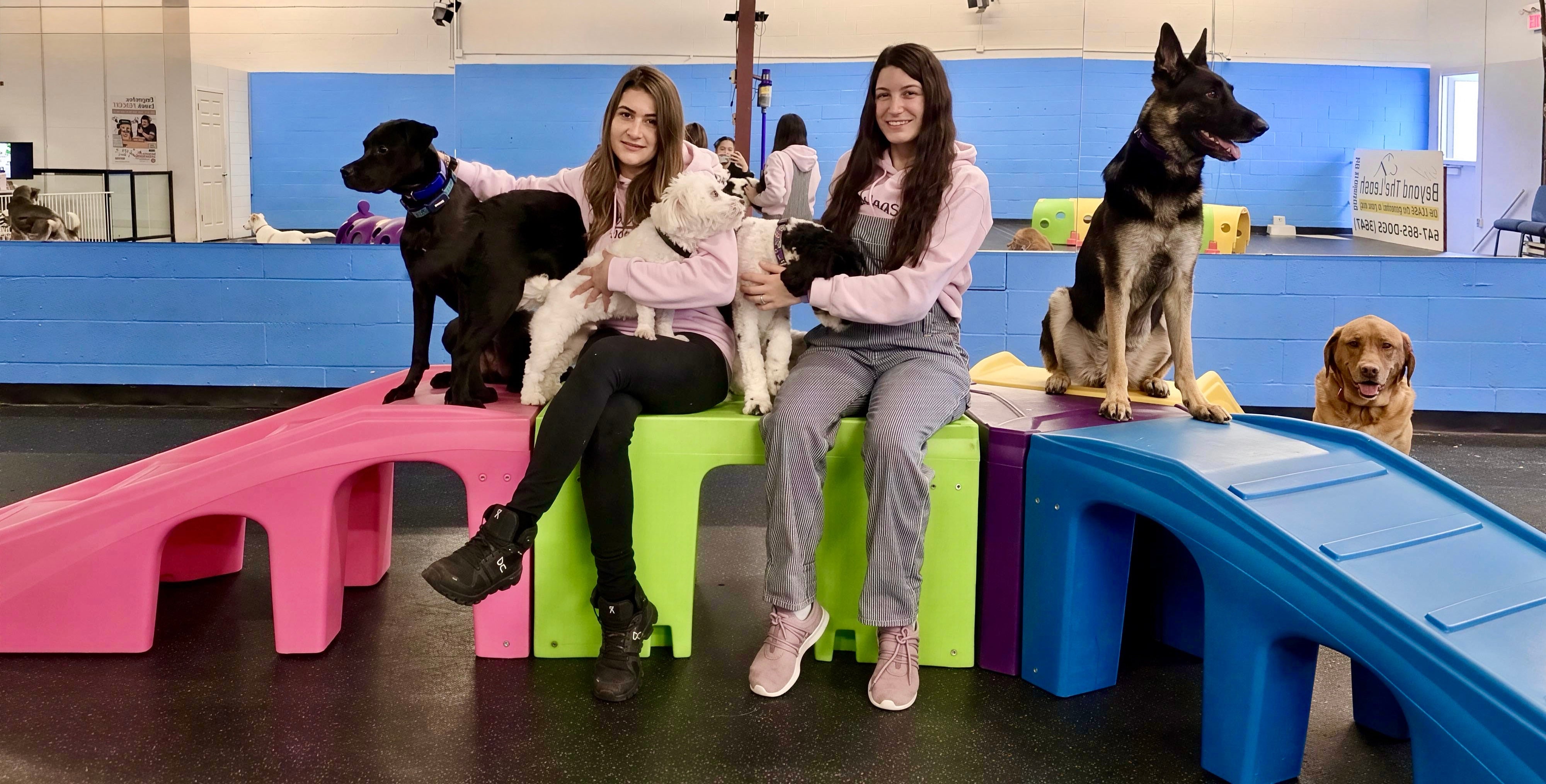 Wagsville Dog Daycare